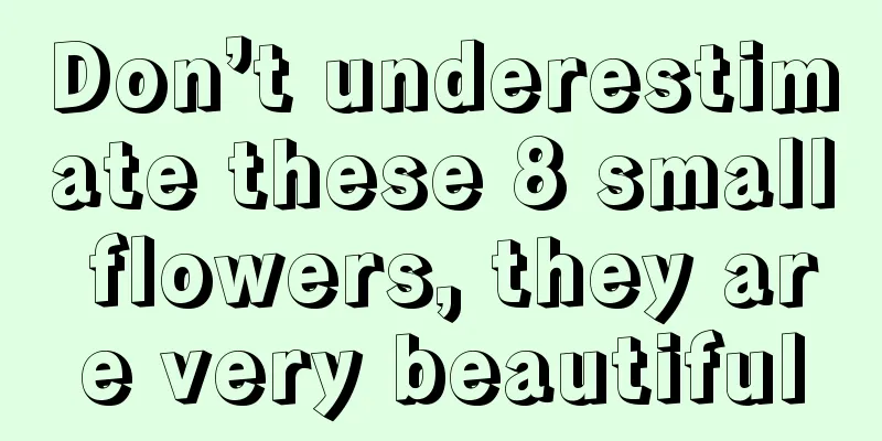 Don’t underestimate these 8 small flowers, they are very beautiful