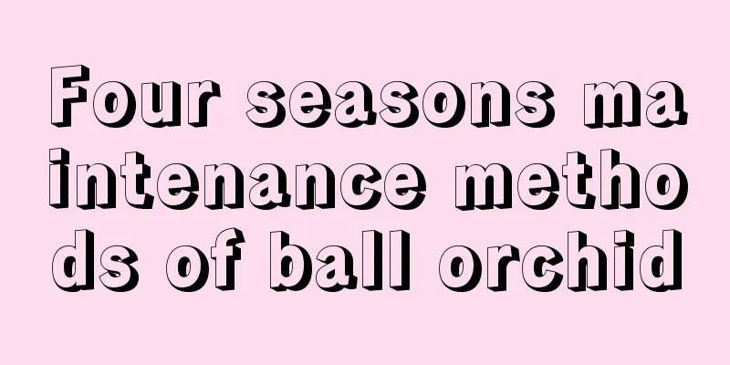 Four seasons maintenance methods of ball orchid