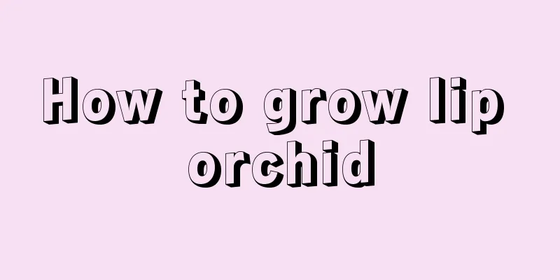 How to grow lip orchid