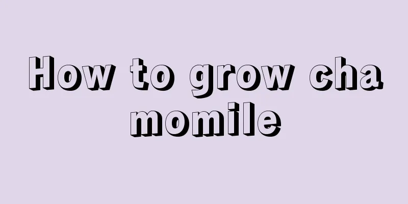 How to grow chamomile