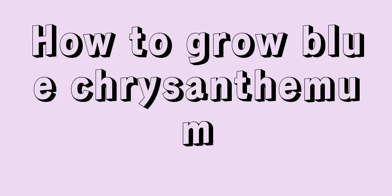 How to grow blue chrysanthemum