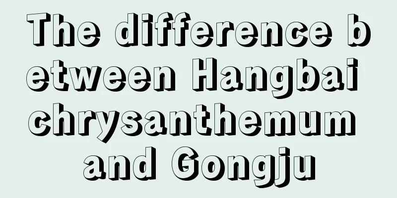 The difference between Hangbai chrysanthemum and Gongju