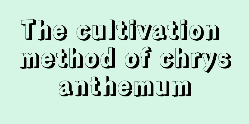 The cultivation method of chrysanthemum