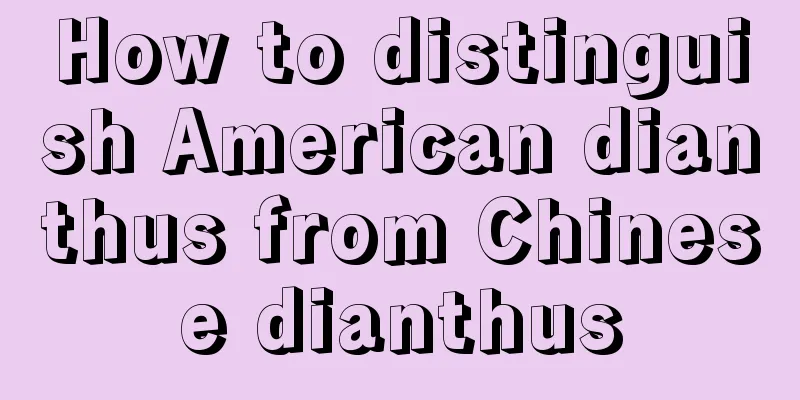 How to distinguish American dianthus from Chinese dianthus