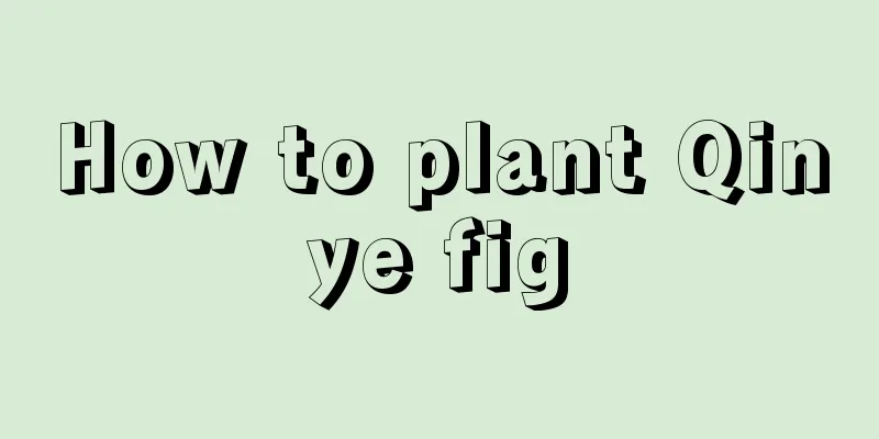 How to plant Qinye fig