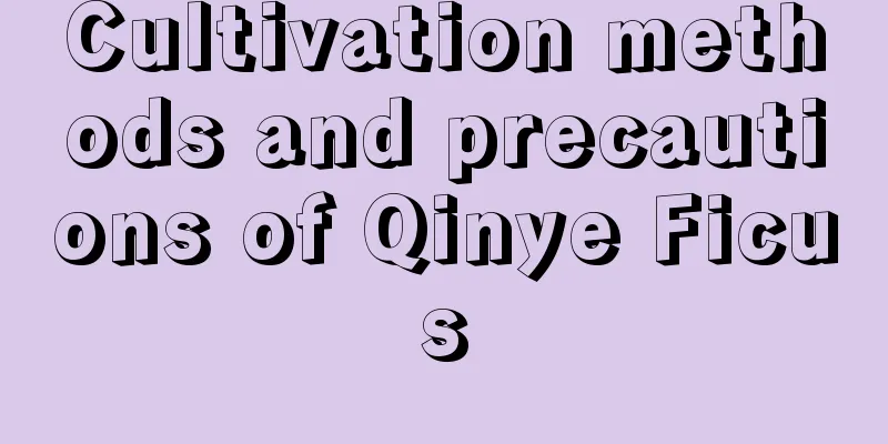 Cultivation methods and precautions of Qinye Ficus