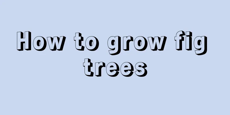 How to grow fig trees