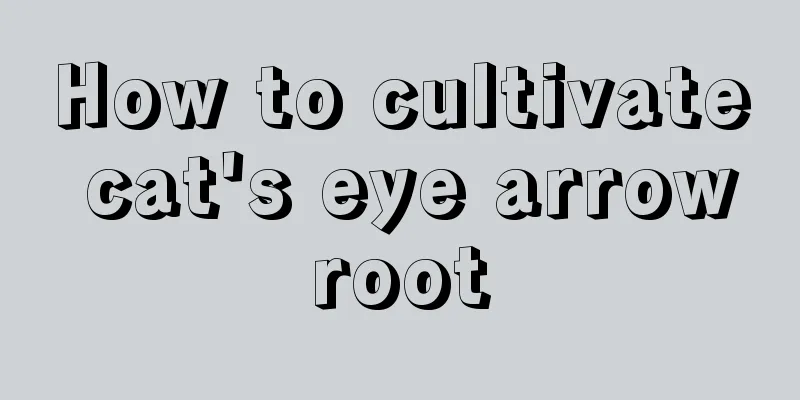 How to cultivate cat's eye arrowroot