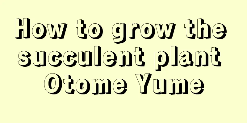 How to grow the succulent plant Otome Yume