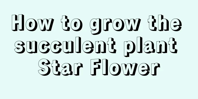 How to grow the succulent plant Star Flower