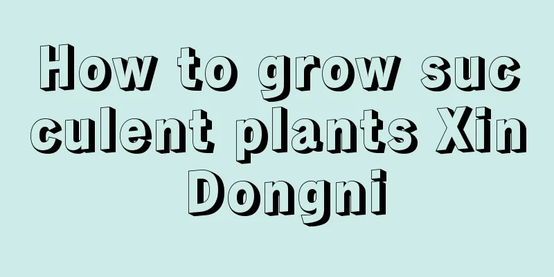 How to grow succulent plants Xin Dongni