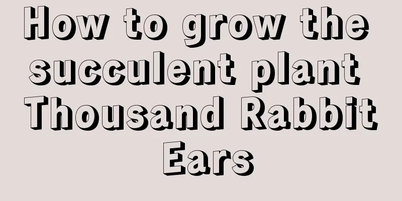 How to grow the succulent plant Thousand Rabbit Ears