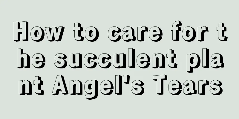 How to care for the succulent plant Angel's Tears