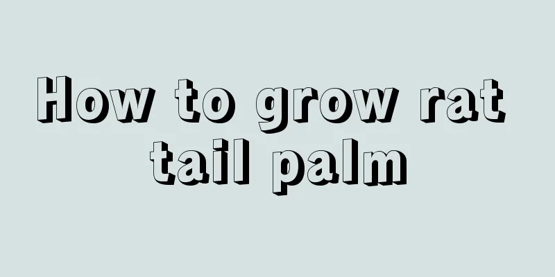 How to grow rat tail palm