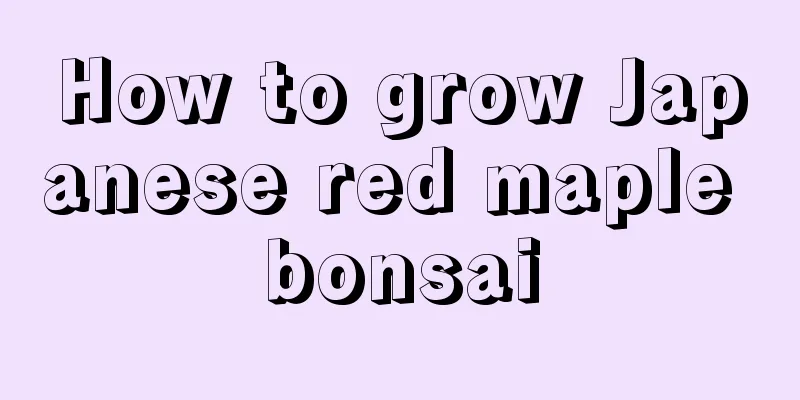 How to grow Japanese red maple bonsai