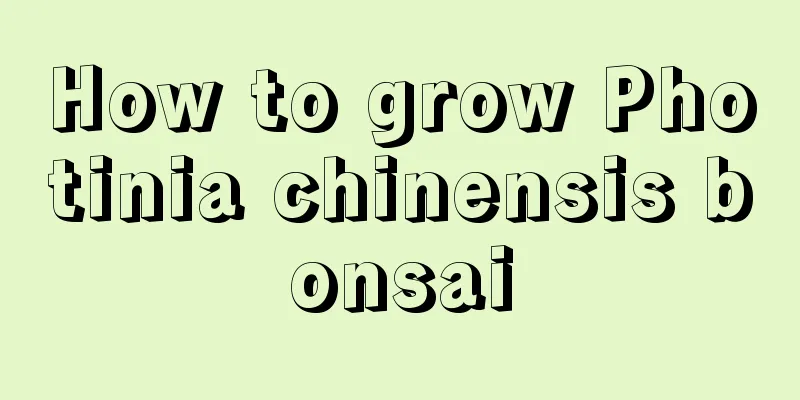 How to grow Photinia chinensis bonsai