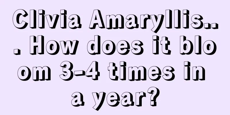 Clivia Amaryllis... How does it bloom 3-4 times in a year?