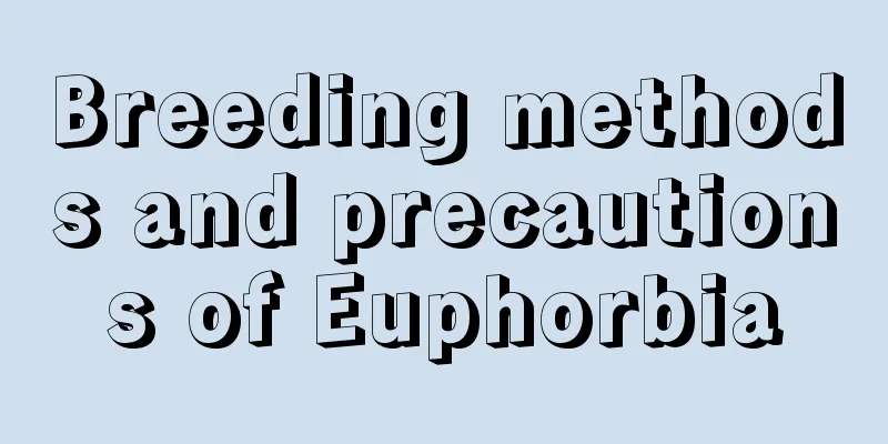 Breeding methods and precautions of Euphorbia