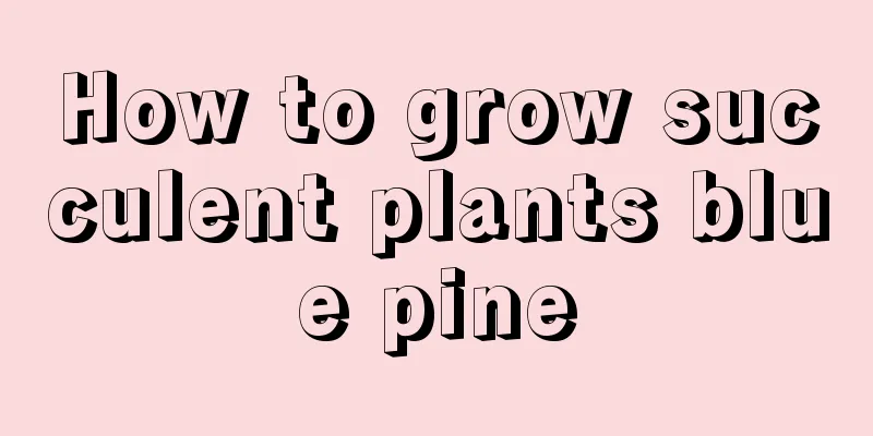 How to grow succulent plants blue pine