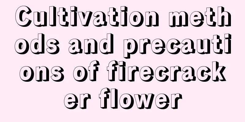 Cultivation methods and precautions of firecracker flower