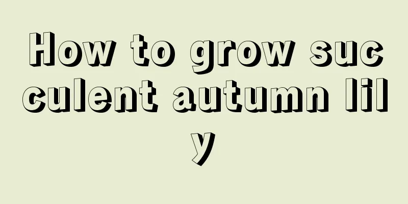 How to grow succulent autumn lily