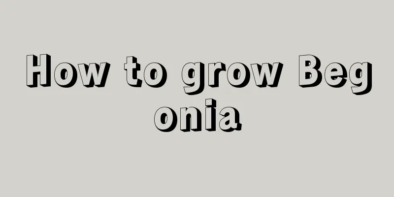 How to grow Begonia