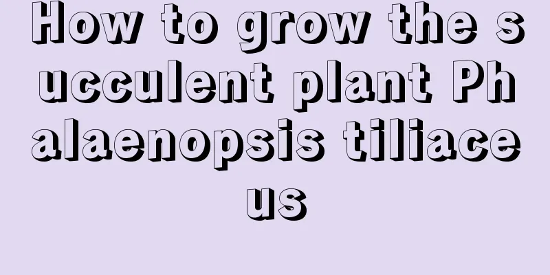 How to grow the succulent plant Phalaenopsis tiliaceus