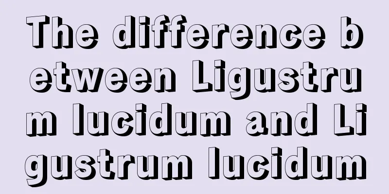 The difference between Ligustrum lucidum and Ligustrum lucidum