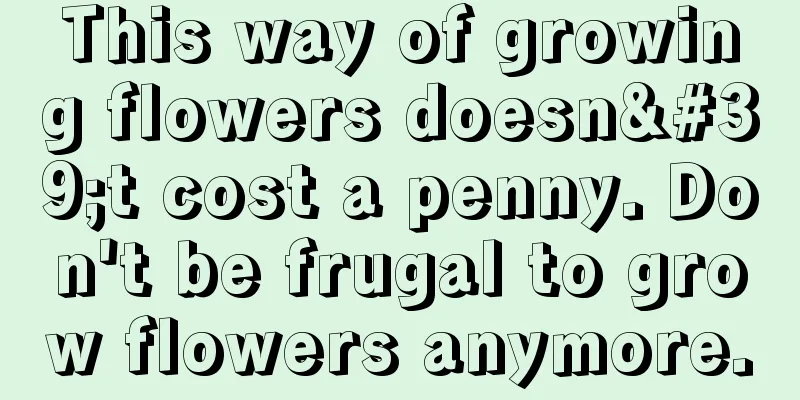 This way of growing flowers doesn't cost a penny. Don't be frugal to grow flowers anymore.