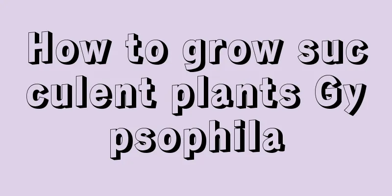 How to grow succulent plants Gypsophila