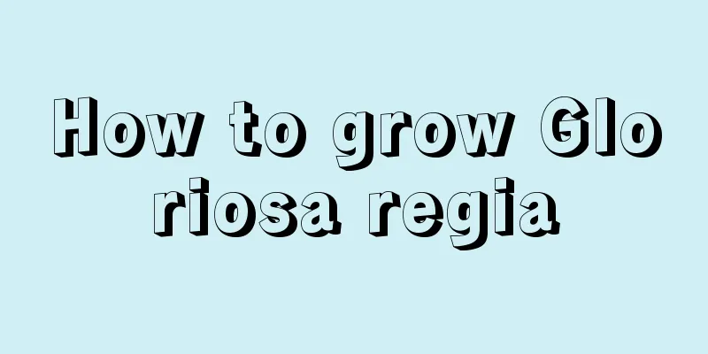 How to grow Gloriosa regia