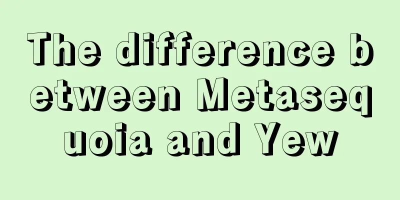 The difference between Metasequoia and Yew