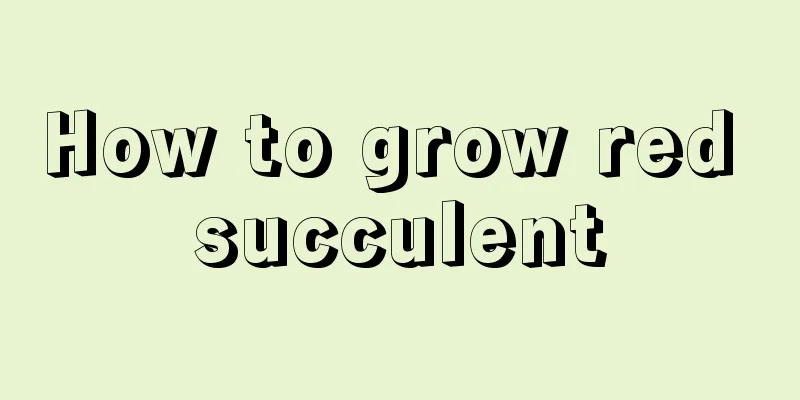 How to grow red succulent