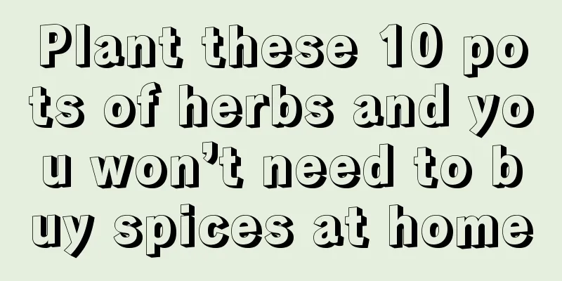 Plant these 10 pots of herbs and you won’t need to buy spices at home