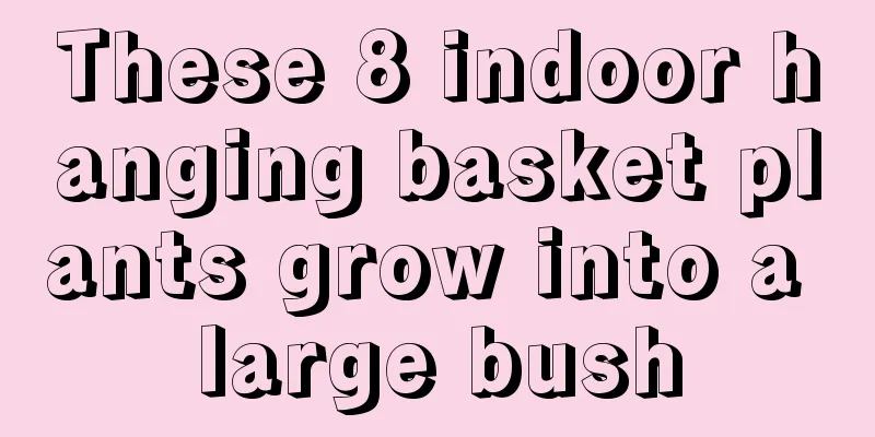 These 8 indoor hanging basket plants grow into a large bush