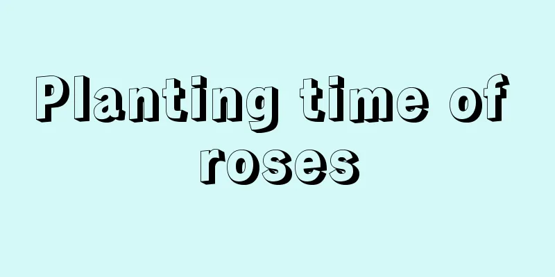 Planting time of roses