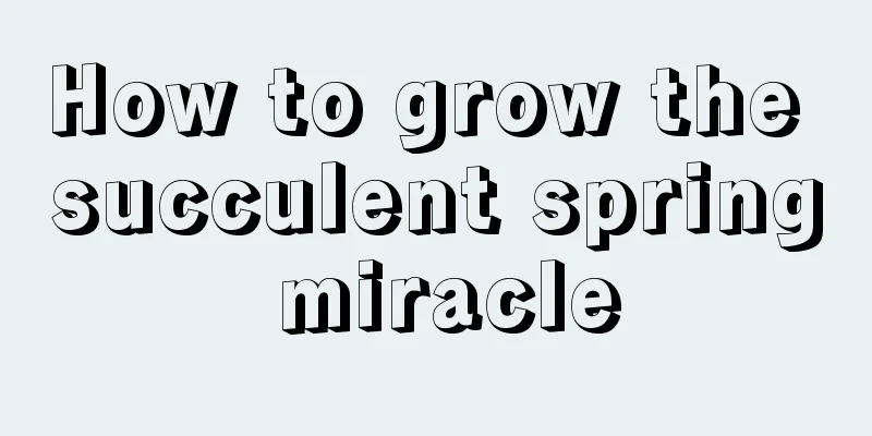 How to grow the succulent spring miracle