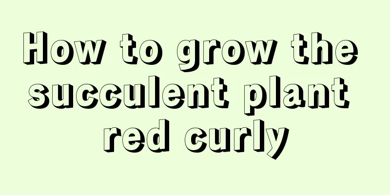 How to grow the succulent plant red curly