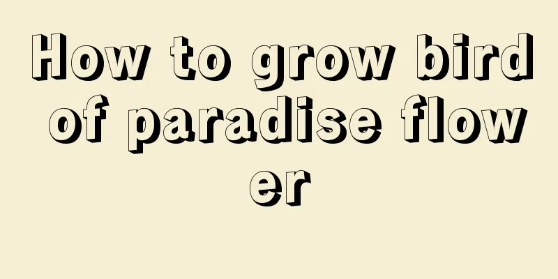 How to grow bird of paradise flower