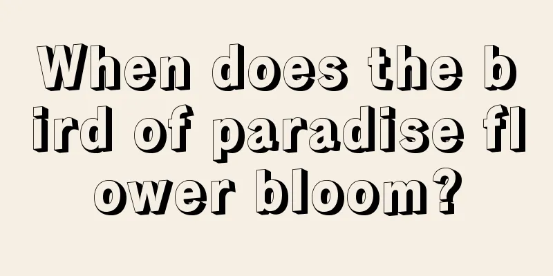 When does the bird of paradise flower bloom?