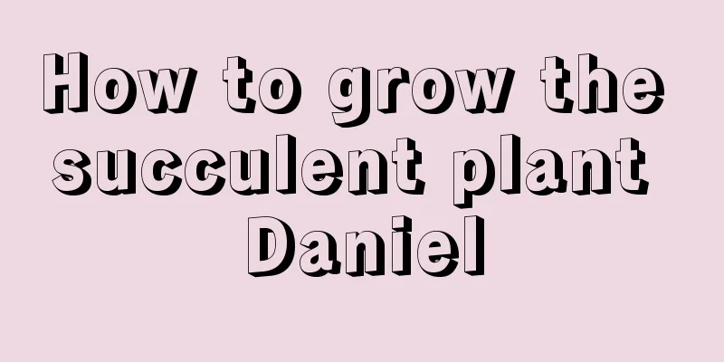 How to grow the succulent plant Daniel