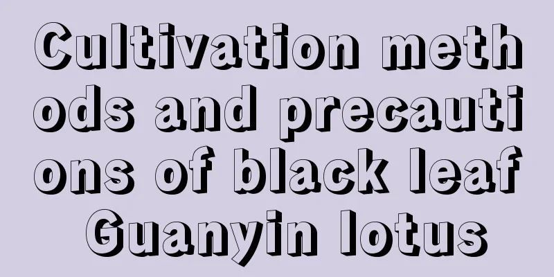 Cultivation methods and precautions of black leaf Guanyin lotus