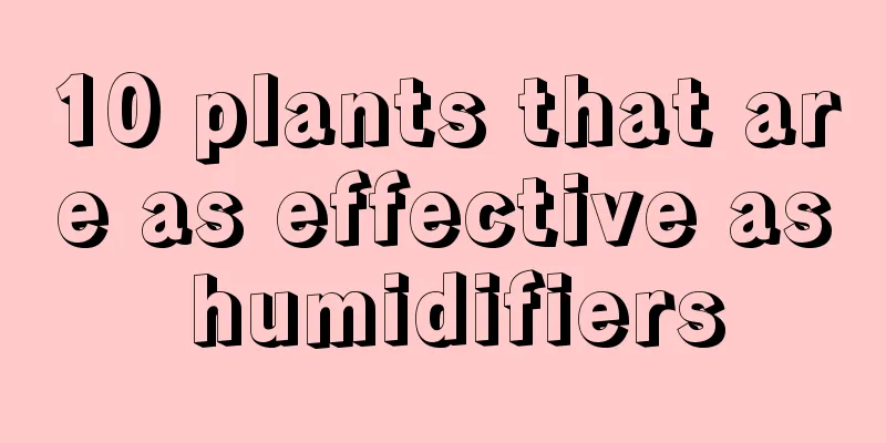 10 plants that are as effective as humidifiers