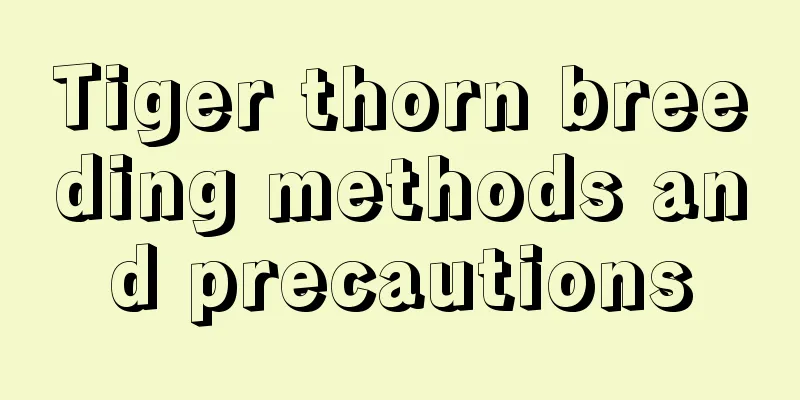 Tiger thorn breeding methods and precautions