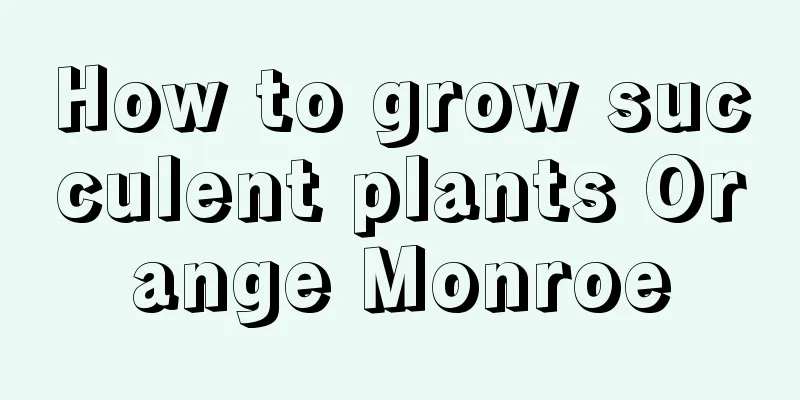 How to grow succulent plants Orange Monroe