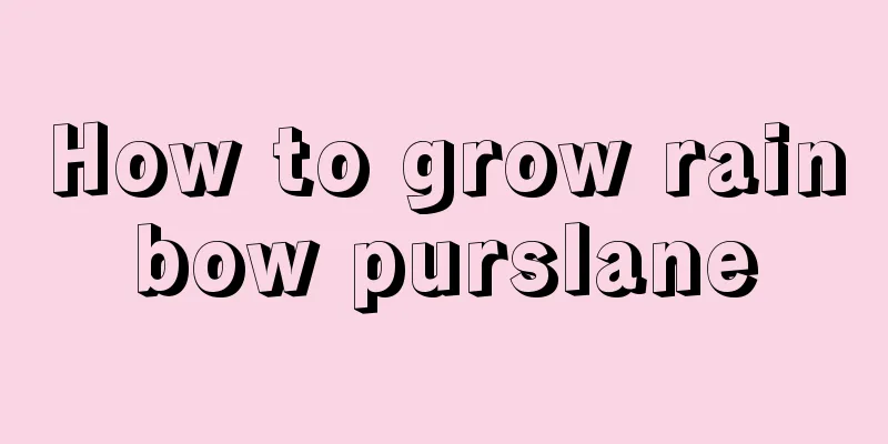 How to grow rainbow purslane