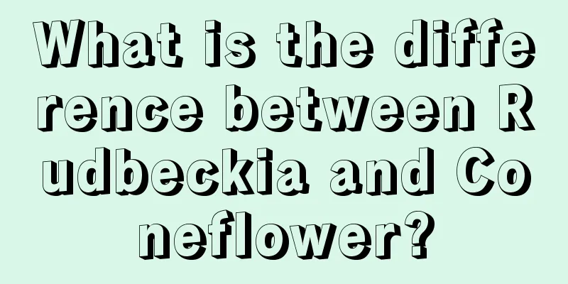 What is the difference between Rudbeckia and Coneflower?