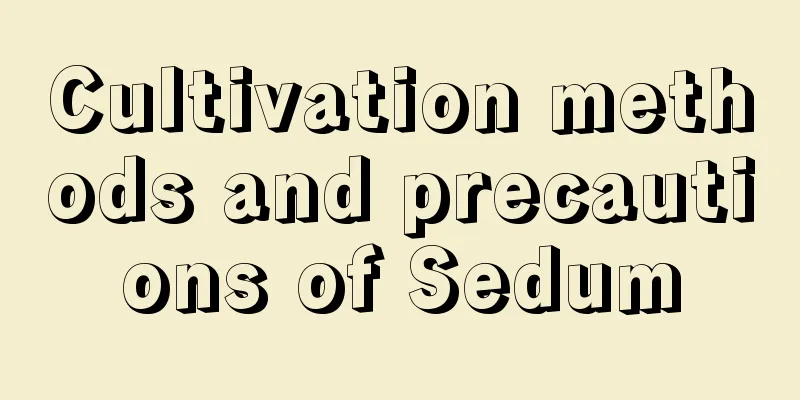 Cultivation methods and precautions of Sedum