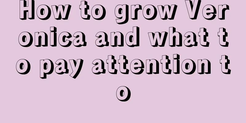 How to grow Veronica and what to pay attention to