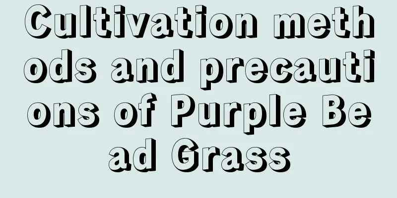 Cultivation methods and precautions of Purple Bead Grass